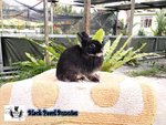 Black Otter Doe 2 - Netherland Dwarf Rabbit