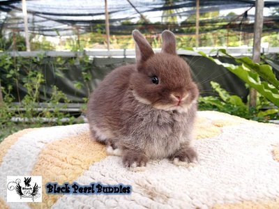 Chocolate Otter Buck  - Netherland Dwarf Rabbit