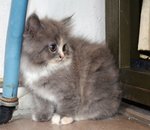 Grey Persian Kitten (2months Old) - Persian + Ragamuffin Cat