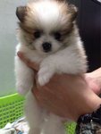 Pomeranian (Parti Color) - Pomeranian Dog