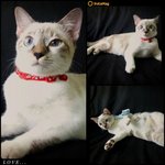 Cicico - Domestic Short Hair Cat