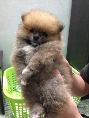 Pomeranian (Sable Color.) - Pomeranian Dog