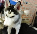 Imported Lineage Siberian Husky - Siberian Husky Dog