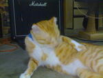 Orange..!! - Tabby Cat