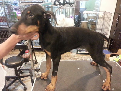 Doberman 'giant' - Doberman Pinscher Dog