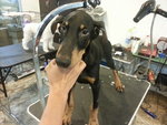 Doberman 'giant' - Doberman Pinscher Dog