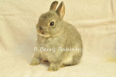 Netherland Dwarf - Opal 11 - Netherland Dwarf Rabbit