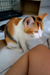 Longxy - Calico + Domestic Medium Hair Cat