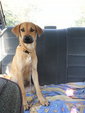 Mi Mi (Spayed) - Mixed Breed Dog