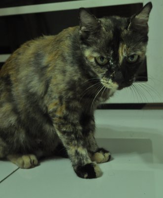 Comot - Domestic Short Hair + Tortoiseshell Cat