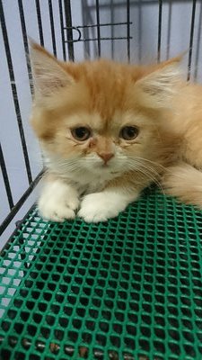 Caty - Persian Cat