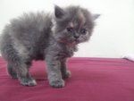 Female Persian Kitten - Persian Cat