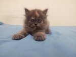 Female Persian Kitten - Persian Cat