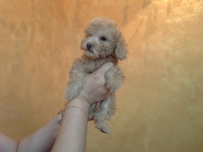 Cream Toy Poodle - Poodle Dog