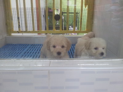 White Toy Poodle - Poodle Dog