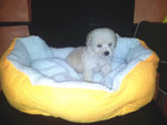 White Toy Poodle - Poodle Dog