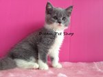 British Short Hair 03 - British Shorthair Cat