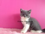 British Short Hair 03 - British Shorthair Cat