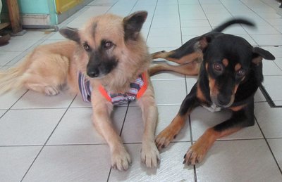 Si &amp; Boy(Friend) - Mixed Breed Dog