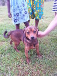 Brownie - Beagle + Belgian Shepherd Dog Sheepdog Dog