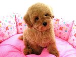 Taiwan Lineage Apricot Toy Poodle  - Poodle Dog