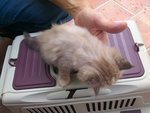 Fluffy - Domestic Long Hair Cat