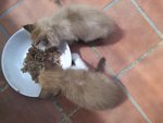 Fluffy with his brother brownie having lunch together