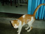 Yello with spayed patch