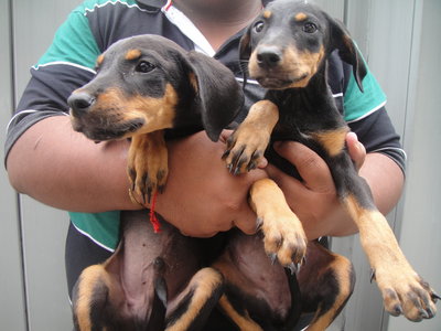 Doberman / Rottweiller - Doberman Pinscher Dog