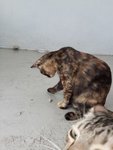 Flora (Please Read Description) - Tortoiseshell Cat
