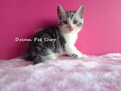 American Short Hair 1312/11 - American Shorthair Cat