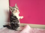 American Short Hair 1312/11 - American Shorthair Cat