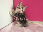 American Short Hair 1312/11 - American Shorthair Cat