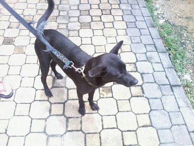 Happy - Mixed Breed Dog