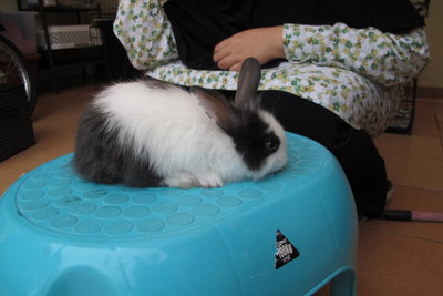 Rough - Angora Rabbit + Mini Rex Rabbit