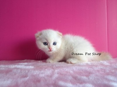 Scottish Fold 1312/22 - Scottish Fold Cat