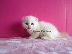 Scottish Fold 1312/22 - Scottish Fold Cat