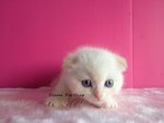 Scottish Fold 1312/22 - Scottish Fold Cat