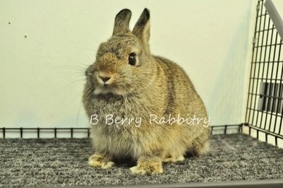 Netherland Dwarf - Chestnut 812 - Netherland Dwarf Rabbit