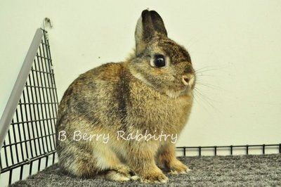 Netherland Dwarf - Chestnut 81212 - Netherland Dwarf Rabbit