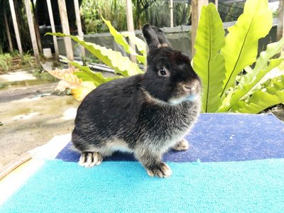 Netherland Dwarf Black Otter 2 - Netherland Dwarf Rabbit