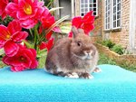 Chocolate Otter Doe 1 - Netherland Dwarf Rabbit