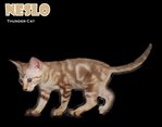 Neslo (Snow Bengal) - Bengal Cat