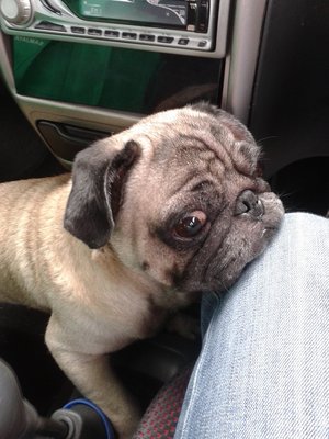 Pug Dog Adopted - 11 Years 5 Months, Missy from Puchong 