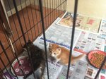 Little Yuri &amp; Yoshi - Domestic Medium Hair + Domestic Short Hair Cat