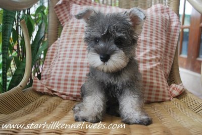 Min.schnauzer Puppy With Mka (M6) - Schnauzer Dog