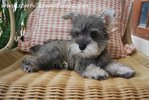 Min.schnauzer Puppy With Mka (M6) - Schnauzer Dog