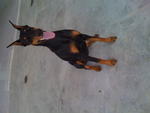 Million - Doberman Pinscher Dog