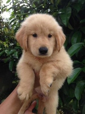 Golden Retriever Puppies Sold - 5 Years 11 Months, Golden 