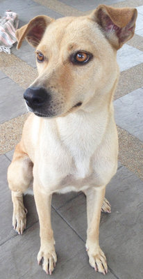 Xiao Pang - Mixed Breed Dog